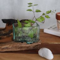 Tanque de vidrio fundido sobre madera con soporte - Cuenco pequeño