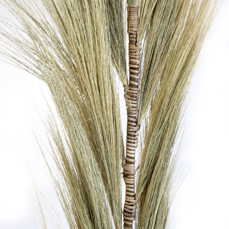 Palmera Rubia de Rayung - 1.6m