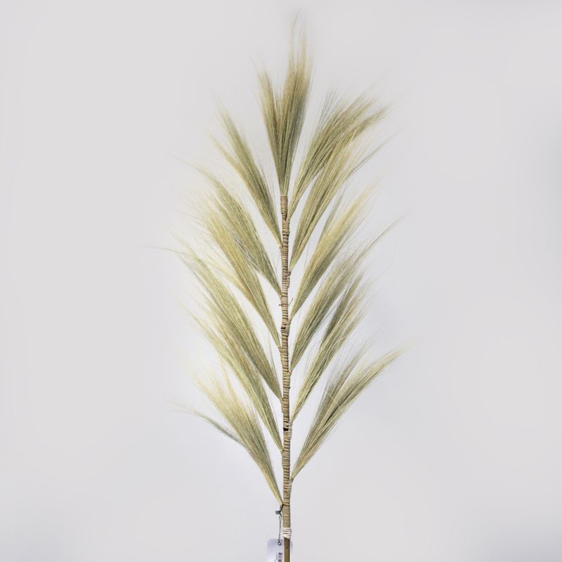 Palmera Rubia de Rayung - 1.6m