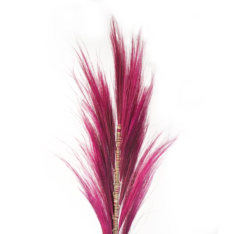 Palmera Rosa de Rayung- 1.6m