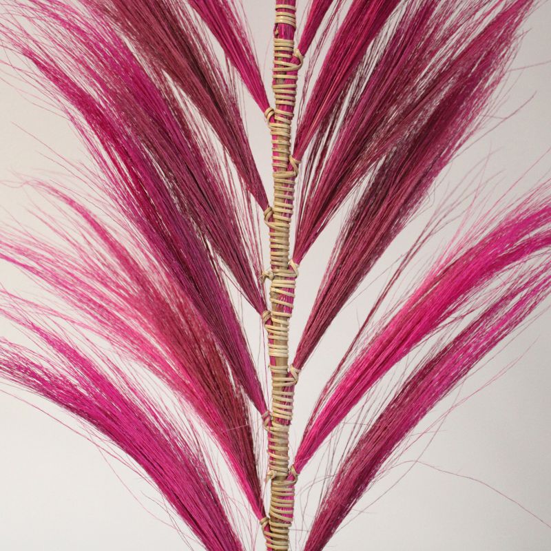 Palmera Rosa de Rayung- 1.6m