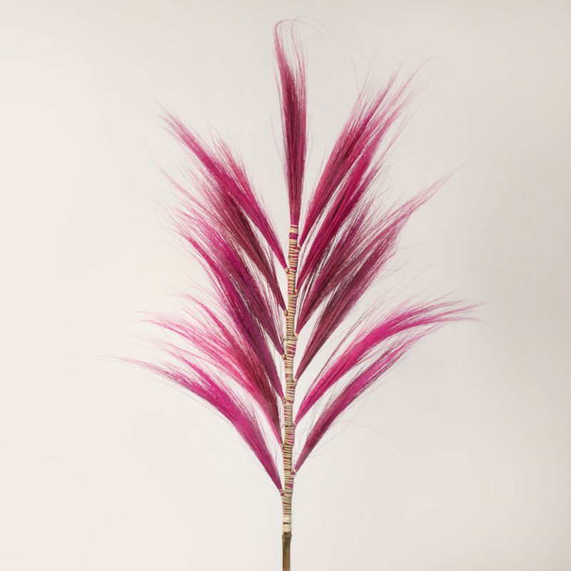 Palmera Rosa de Rayung- 1.6m