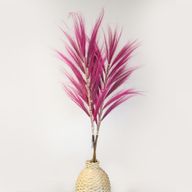 Palmera Rosa de Rayung- 1.6m