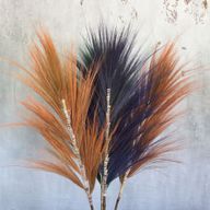 Palmera Lavanda de Rayung - 1.6m