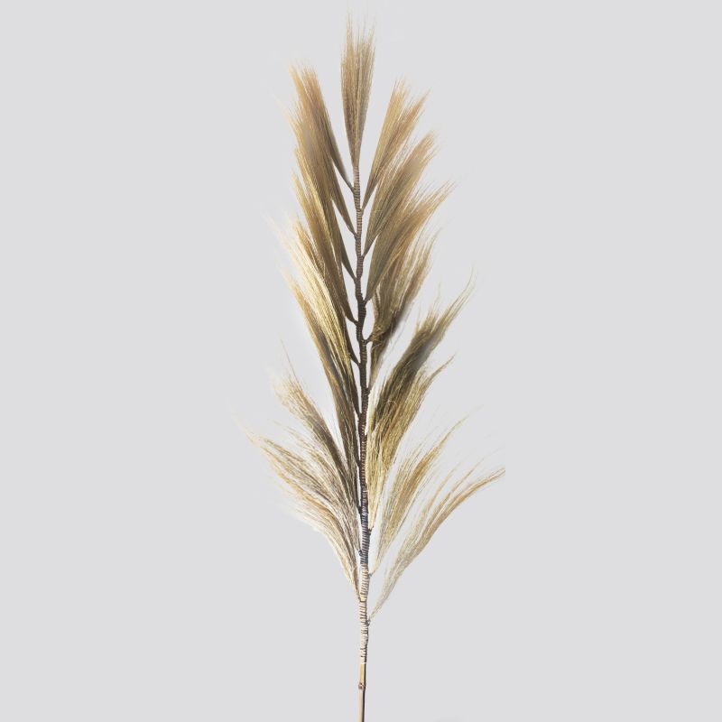 Palmera Rubia de Rayung- 2m