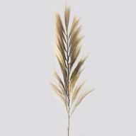 Palmera Rubia de Rayung- 2m