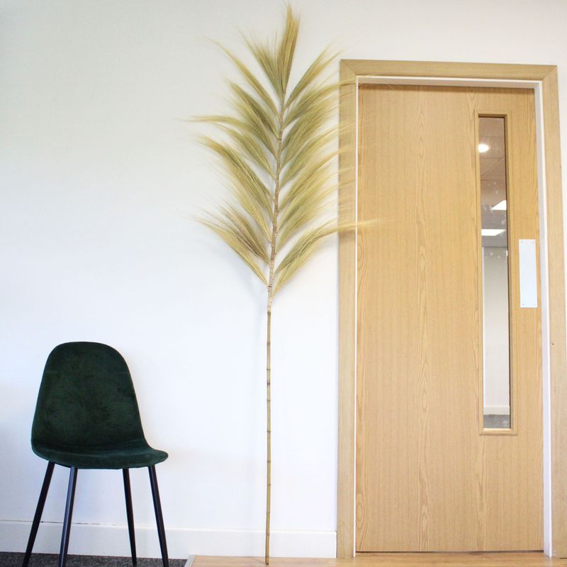 Palmera Rubia de Rayung- 2m