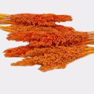 Racimo de Hierba Cantal - Naranja