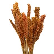 Racimo de Hierba Cantal - Naranja