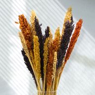Racimo de Hierba Cantal - Naranja