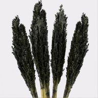 Manojo de Hierba Cantal - Negro