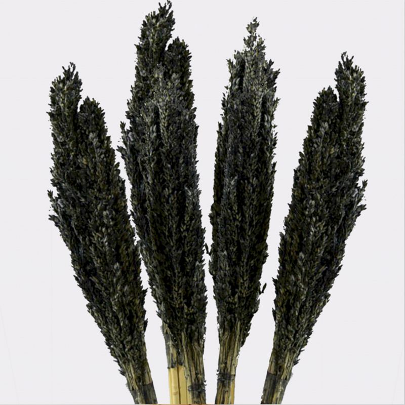 Manojo de Hierba Cantal - Negro