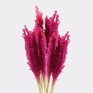 Manojo de Hierba Cantal - Rosa