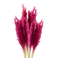 Manojo de Hierba Cantal - Rosa