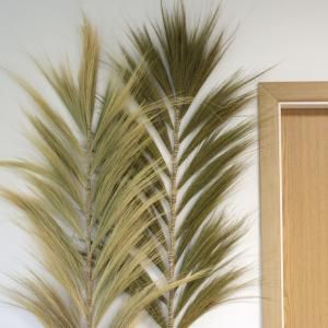 Rayung Grass
