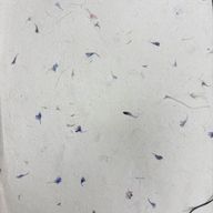 Lokta Craft & Papel de Regalo 51x76cm – Pétalo de aciano