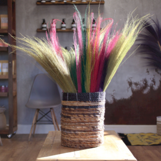 Plumeros de Pampas