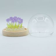 Domo de jardín Brillo Floral - 20 tulipanes - LED USB