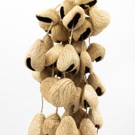 Cáscara grande de semilla de Pangi - Sacudidor de nueces natural (50 cáscaras)