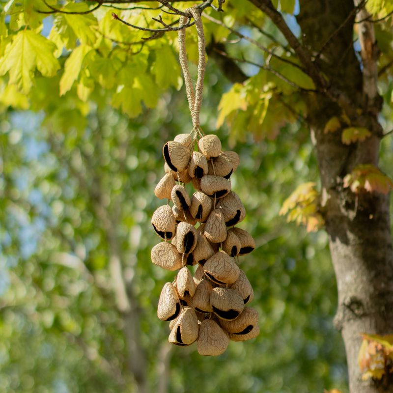 Cáscara de semilla de pangi de tamaño medio - agitador natural de nueces (30 cáscaras)