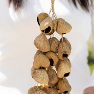 Cáscara de semilla de pangi de tamaño medio - agitador natural de nueces (30 cáscaras)