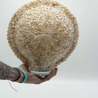 Lámpara bohemia de concha marina - concha de arte tallada, grande y redonda - 30 cm