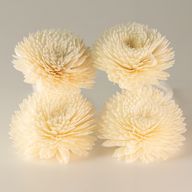 Flores naturales para difusor – Clavel grande en cuerda