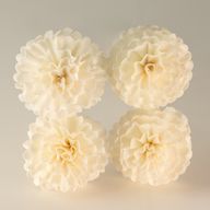 Flores difusoras naturales – Clavel en caña
