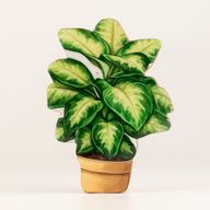 Plantas de interior de madera - Mini selva
