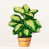 Plantas de madera para decorar – Planta de la jungla mediana