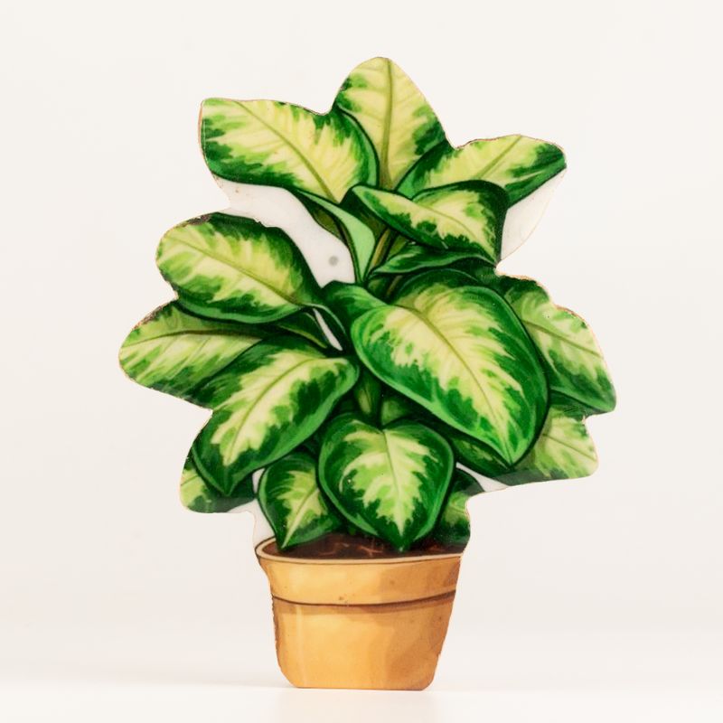 Plantas de madera para decorar – Planta de la jungla mediana