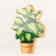 Plantas de madera para decorar – Planta de la jungla mediana