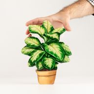 Plantas de madera para decorar – Planta de la jungla mediana