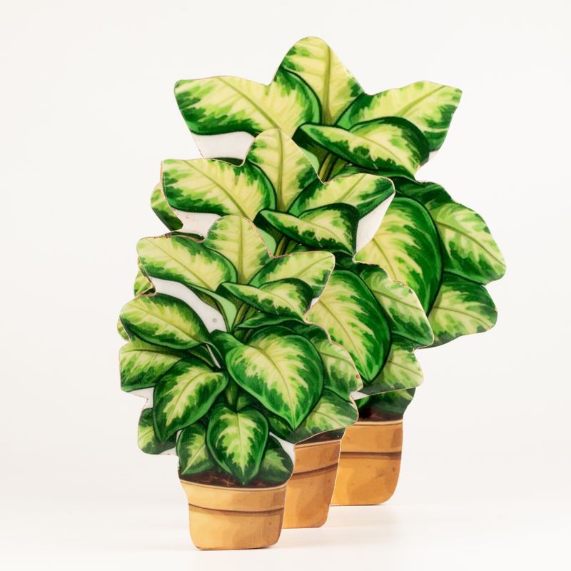 Plantas de madera para decorar – Planta de la jungla mediana