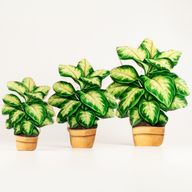 Plantas de madera para decorar – Planta de la jungla mediana