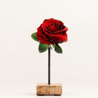 Plantas de madera – Mini rosa individual