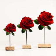 Plantas de madera – Mini rosa individual