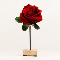Plantas de madera para el hogar - Rosa individual mediana