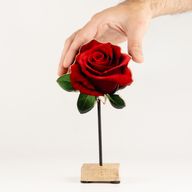 Plantas de madera para el hogar - Rosa individual mediana