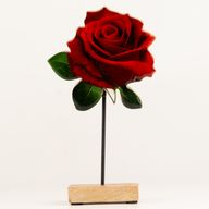 Plantas de madera – Rosa individual grande