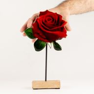 Plantas de madera – Rosa individual grande