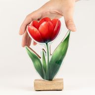Plantas de madera para el hogar - Tulipán mediano